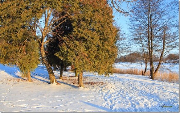 103_winter-tree_2560x1600