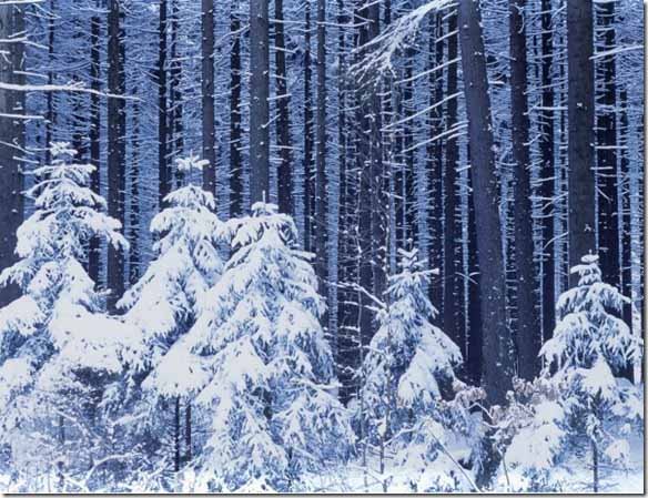 600_winter-trees